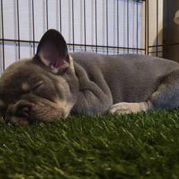 French Bulldog Puppies from Fatbat Frenchies