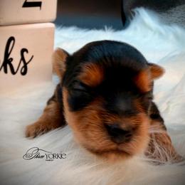 Standard Boy - Black and tan male Yorkshire Terrier puppy in Machesney Park, Illinois from Three Yorkie Family