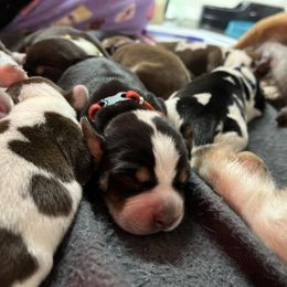 Red - Black tan and bluetick male Beagle puppy in Jasper, Texas from Beech Grove Beagles