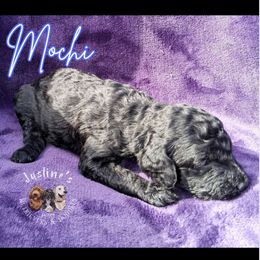 Male 6 - Black male Goldendoodle puppy in Sterling, Connecticut from Justine’s Retrievers and Doodles