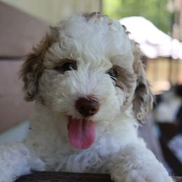 Tracey - Tri-color female Bernedoodle puppy in Midland, Michigan from Puppy Place