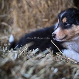 Elite - Black white and tan Collie puppy in Festus, Missouri from Shining R Rough Collies