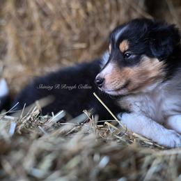 Elite - Black white and tan Collie puppy in Festus, Missouri from Shining R Rough Collies