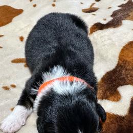 Orange collar - Black tri-color male Australian Shepherd puppy in Winston Salem, North Carolina from Serenity Acres Aussies