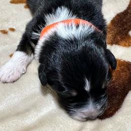 Orange collar - Black tri-color male Australian Shepherd puppy in Winston Salem, North Carolina from Serenity Acres Aussies