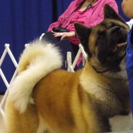 Akita All Grown Up from Komai Akitas