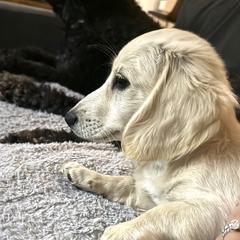 Budder - Dachshund