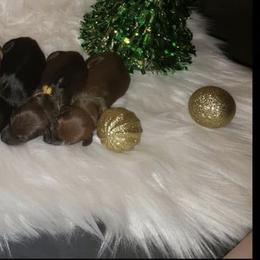 Dachshund Puppies from Eva Leas Pups