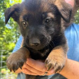 Zazu - male Belgian Malinois puppy in Sheridan, Arkansas from Dark Sky Kennels