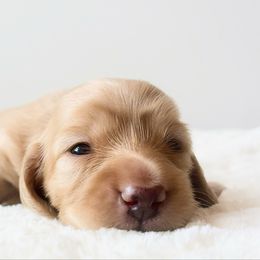 Lemon 3500 - Cream female Dachshund puppy in Sylvania, Alabama from Yancey’s Doxies