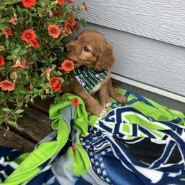 Goldendoodle and Poodle Puppies from South Sound Doodles