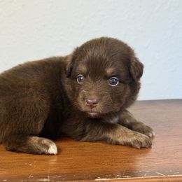 Girl 3 - Red tri-color female Miniature American Shepherd puppy in Eugene, Oregon from AKC Emerald Valley Minis