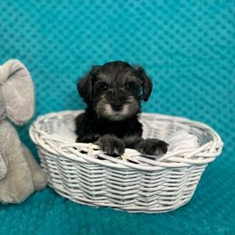 Miniature Schnauzer Puppies from S & S Miniature Schnauzer
