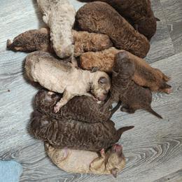 Girl 4 - Sedge female Chesapeake Bay Retriever puppy in Soap Lake, Washington from Desert Oasis Kennels