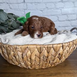 Boy 5 Pick- Med. Goldendoodle - Red  male Goldendoodle puppy in Piedmont, South Carolina from The Farm at Saluda Ridge