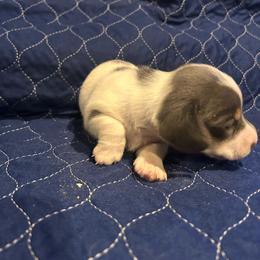 Blue piebald - Gray (blue) female Dachshund puppy in Westminster, South Carolina from Carter's Kennels