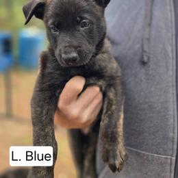 Light Blue Collar Male - Gold brindle male Dutch Shepherd puppy in Dallas, Georgia from Bluestone Creek Dutch Shepherds