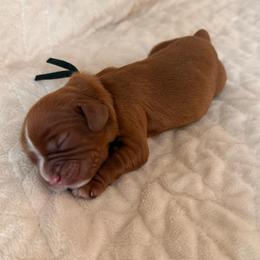 Benson (black collar) - Ruby male Cavalier King Charles Spaniel puppy in Acworth, Georgia from Cumberland Cavaliers