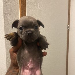 French Bulldog All Grown Up from Barters kennel