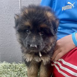 Willow- teal collar - Black and red female German Shepherd puppy in Ronan, Montana from Semper Fi K9 Montana