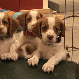 Brittany Puppies from Habig’s Brittany