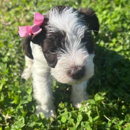 Girl 2 - Parti female Miniature Schnauzer puppy in Dunlap, Tennessee from Beards of Glory