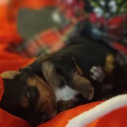 Green girl - Black and tan female Yorkshire Terrier puppy in Pineville, Kentucky from Yorkies of Pineville