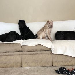 Chinese Shar-Pei from S. Suede Shar Pei