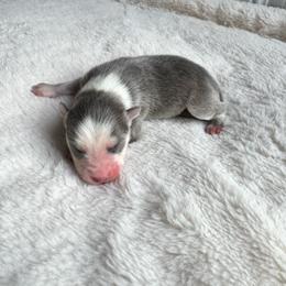 Lunaris - Blue female Pomsky puppy in Boonville, Indiana from Elysian Pomskies