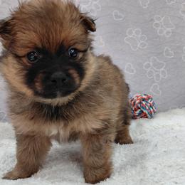 Meeko - Red sable male Pomeranian puppy in Linwood, North Carolina from My Tiny Paws