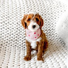 Rafiki - Red  male Goldendoodle puppy in Springville, Utah from Happy Doodle