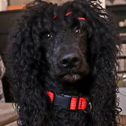 Dolce - Poodle