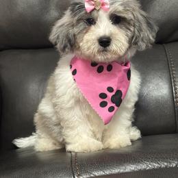 Adeline - Parti female Maltipoo puppy in Berea, Kentucky from Blair’s Furry Friends