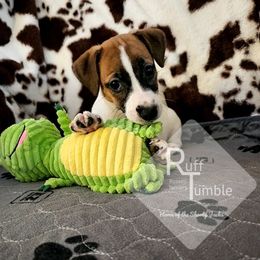Girl 1 - White and tan female Russell Terrier puppy in Harvel, Illinois from Ruff and Tumble Russell Terriers