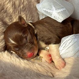 Girl - 2 - Red tri-color female Australian Shepherd puppy in Ramona, California from Blue Moon Aussies