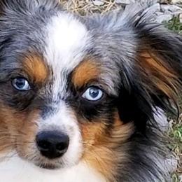 Pistol - Toy Australian Shepherd