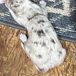 Red merle - White and red merle female Border Collie puppy in Henagar, Alabama from Ridge Kap Border Collies