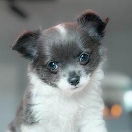 Luna - Chihuahua