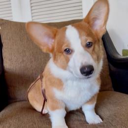 Teddy - Red male Pembroke Welsh Corgi puppy in Riverside, California from Corgipuppystore
