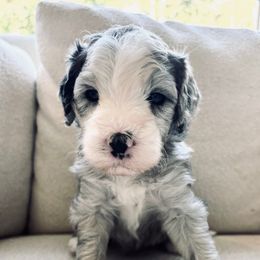 Jersey - Merle female Sheepadoodle puppy in Osceola, Indiana from Sheepadoodle Doo