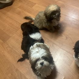 Shih Tzu Puppies from Little Lions West