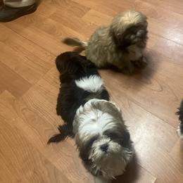 Shih Tzu Puppies from Little Lions West