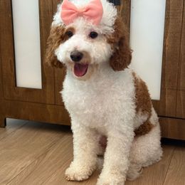 Zara - Goldendoodle