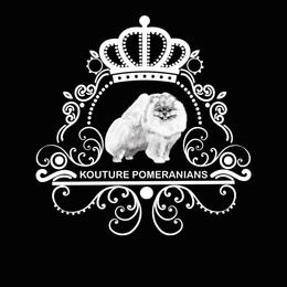 Chanel - White female Pomeranian puppy in Charlotte, North Carolina from Kouture Pomeranians
