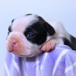 Baby Gunner - Black brindle and white male Boston Terrier puppy in Kingsport, Tennessee from Sleepwalker Bostons