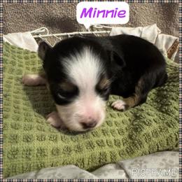 Minnie - Black tri female Toy Australian Shepherd puppy in Menan, Idaho from Teton Toy Aussies