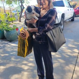 Aussiedoodle, Miniature Australian Shepherd, and Toy Australian Shepherd Puppies from Valley Toy Aussies