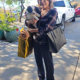 Aussiedoodle, Miniature Australian Shepherd, and Toy Australian Shepherd Puppies from Valley Toy Aussies