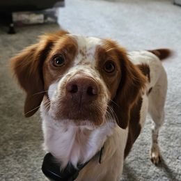 Calli - Brittany