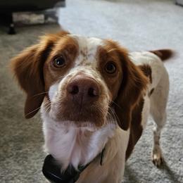 Calli - Brittany